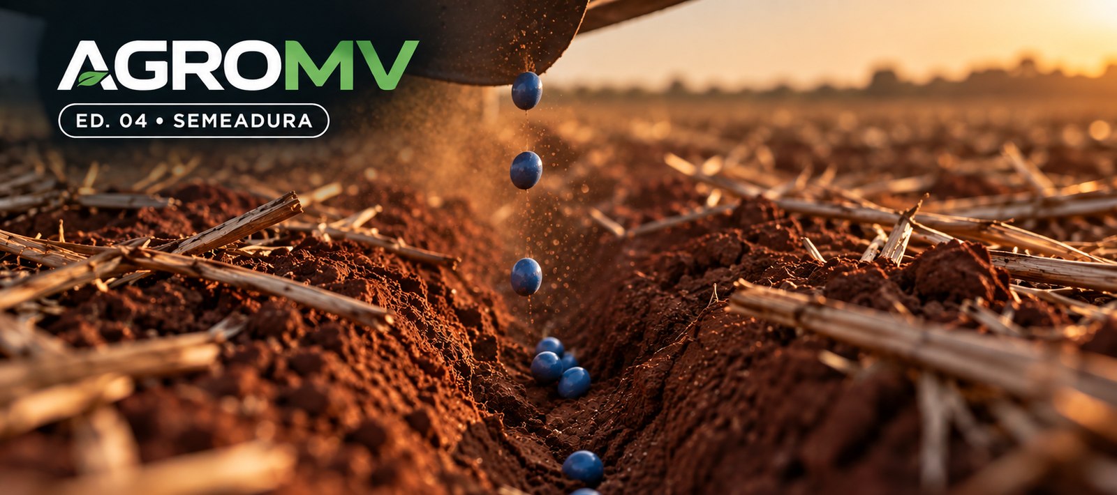 Capa da Edição 04 do AGROMV Semanal: sementes de soja tratadas caindo no sulco de plantio em solo vermelho com palhada, ao entardecer