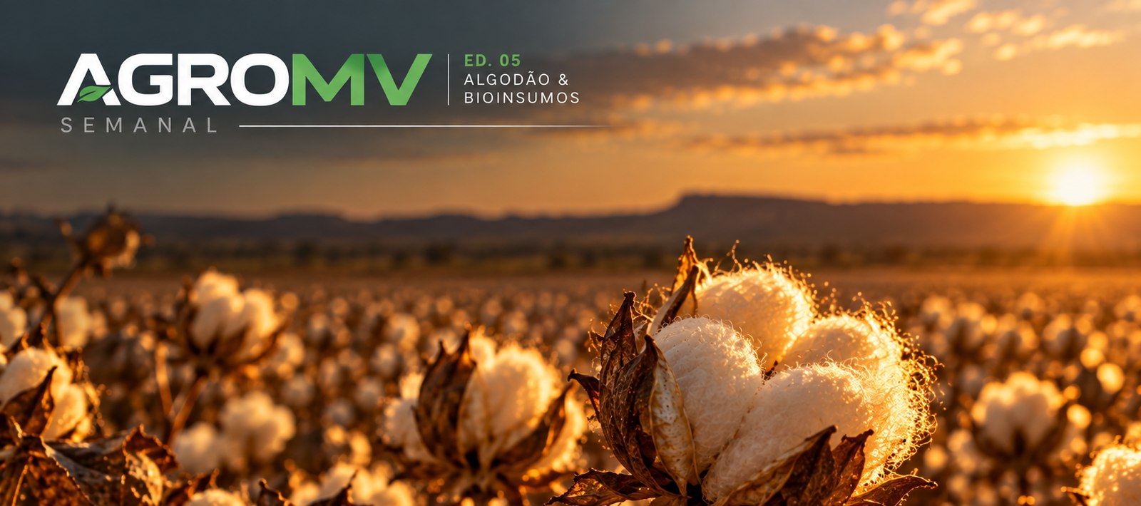 Capa da Edição 05 do AGROMV Semanal: lavoura de algodão em pleno capulho no Cerrado, ao entardecer